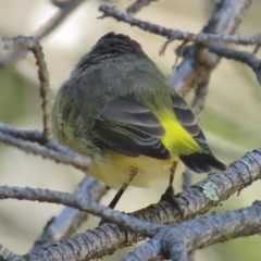 Acanthiza chrysorrhoa at Haig Park - 7 Apr 2016 12:00 AM