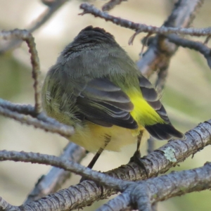 Acanthiza chrysorrhoa at Haig Park - 7 Apr 2016 12:00 AM