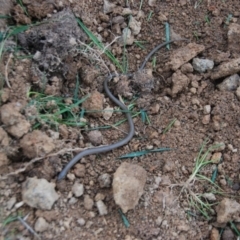 Delma inornata (Olive Legless-lizard) at Bango, NSW - 16 Sep 2014 by Renzy357