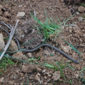 Delma inornata at Bango, NSW - 16 Sep 2014