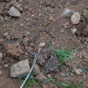 Delma inornata at Bango, NSW - 16 Sep 2014 05:58 PM