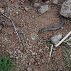 Delma inornata at Bango, NSW - 16 Sep 2014