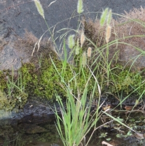 Polypogon monspeliensis at Theodore, ACT - 2 Apr 2016 06:13 PM