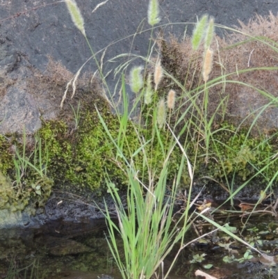 Polypogon monspeliensis (Annual Beard Grass) at Theodore, ACT - 2 Apr 2016 by MichaelBedingfield