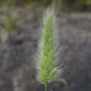 Polypogon monspeliensis at Theodore, ACT - 2 Apr 2016