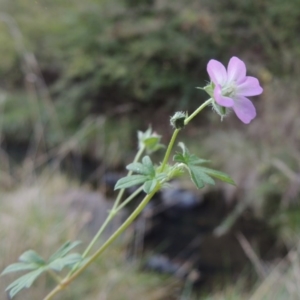 Geranium (genus) at Theodore, ACT - 2 Apr 2016 06:22 PM