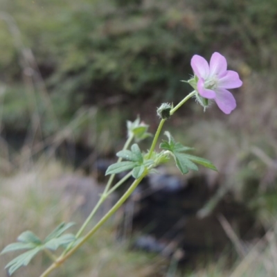 Geranium (genus) (Geranium) at Theodore, ACT - 2 Apr 2016 by MichaelBedingfield