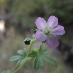 Geranium sp. at Theodore, ACT - 2 Apr 2016 06:22 PM