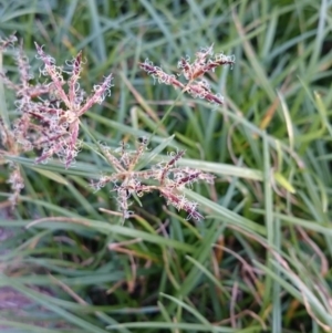 Cyperus rotundus at Weetangera, ACT - 24 Feb 2016 07:38 AM