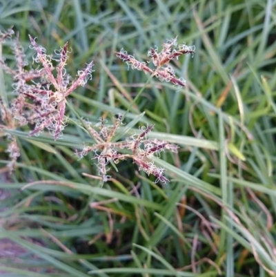 Cyperus rotundus (Nutgrass) at Weetangera, ACT - 23 Feb 2016 by snapperoonie