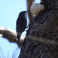 Cormobates leucophaea (White-throated Treecreeper) at Hackett, ACT - 7 Apr 2016 by AaronClausen