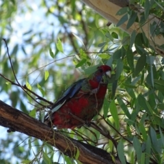 Platycercus elegans (Crimson Rosella) at Hackett, ACT - 7 Apr 2016 by AaronClausen