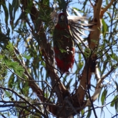 Platycercus elegans at Hackett, ACT - 7 Apr 2016