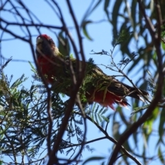 Platycercus elegans at Hackett, ACT - 7 Apr 2016