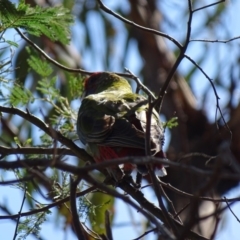 Platycercus elegans at Hackett, ACT - 7 Apr 2016