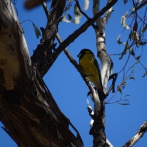 Pachycephala pectoralis at Canberra Central, ACT - 7 Apr 2016 12:58 PM