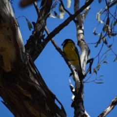 Pachycephala pectoralis (Golden Whistler) at Canberra Central, ACT - 7 Apr 2016 by AaronClausen