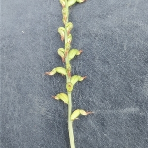 Corunastylis clivicola at Point 5801 - 7 Apr 2016