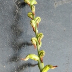 Corunastylis clivicola at Point 5801 - 7 Apr 2016