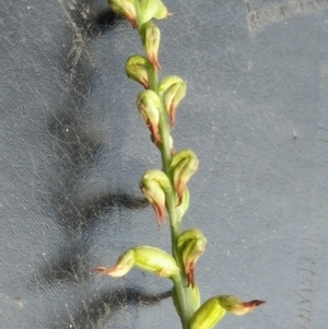 Corunastylis clivicola at Point 5801 - suppressed