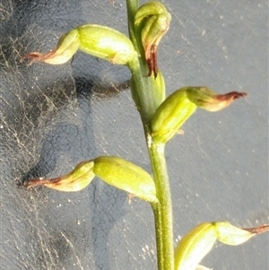 Corunastylis clivicola at Point 5801 - 7 Apr 2016