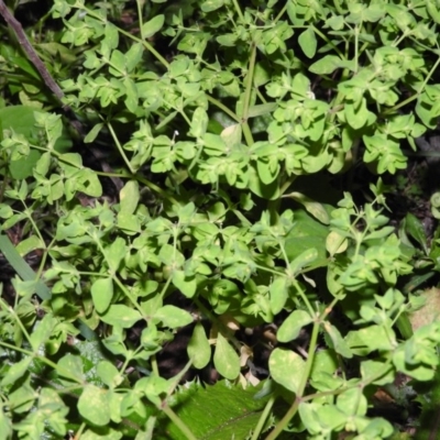 Euphorbia peplus (Petty Spurge) at Fadden Hills Pond - 7 Apr 2016 by ArcherCallaway