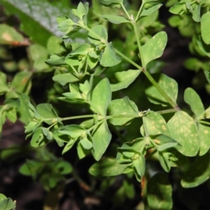 Euphorbia peplus at Fadden, ACT - 7 Apr 2016