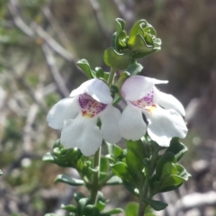 Prostanthera cuneata (Alpine Mint Bush) at Charlotte Pass - Kosciuszko NP - 4 Apr 2016 by MattM