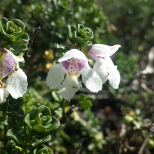 Prostanthera cuneata at Kosciuszko National Park, NSW - 5 Apr 2016 12:00 AM