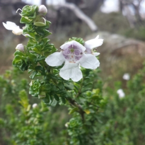 Prostanthera cuneata at Kosciuszko National Park, NSW - 5 Apr 2016 12:00 AM