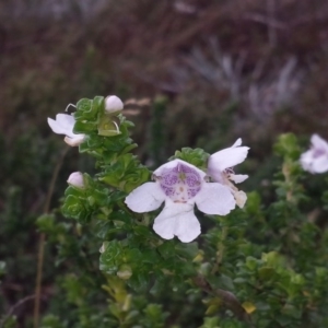 Prostanthera cuneata at Kosciuszko National Park, NSW - 5 Apr 2016 12:00 AM