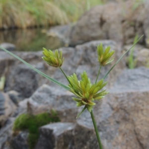 Cyperus eragrostis at Theodore, ACT - 2 Apr 2016