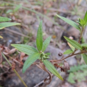 Persicaria prostrata at Theodore, ACT - 2 Apr 2016