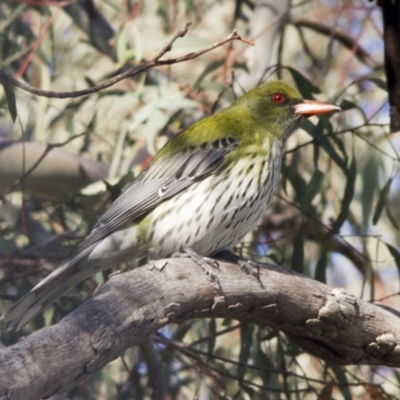 Oriolus sagittatus (Olive-backed Oriole) at Scullin, ACT - 14 Aug 2015 by AlisonMilton