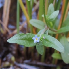 Myosotis laxa subsp. caespitosa (Water Forget-me-not) at Theodore, ACT - 2 Apr 2016 by MichaelBedingfield