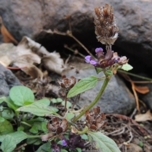 Prunella vulgaris at Theodore, ACT - 2 Apr 2016