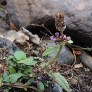 Prunella vulgaris at Theodore, ACT - 2 Apr 2016