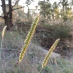 Setaria parviflora (Slender Pigeon Grass) at Theodore, ACT - 2 Apr 2016 by michaelb