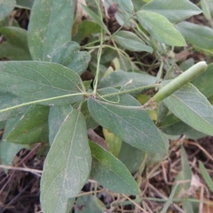 Glycine tabacina at Theodore, ACT - 2 Apr 2016 06:56 PM