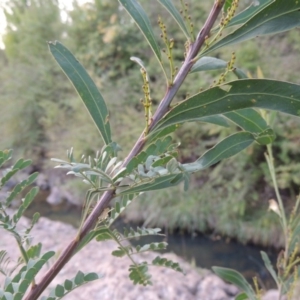 Acacia rubida at Theodore, ACT - 2 Apr 2016 06:59 PM