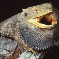 Pogona barbata (Eastern Bearded Dragon) at University of Canberra - 31 Jul 1977 by wombey