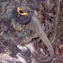 Pogona barbata at Bruce, ACT - suppressed