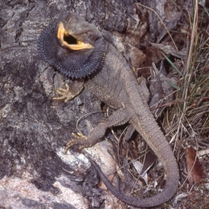 Pogona barbata at Bruce, ACT - suppressed