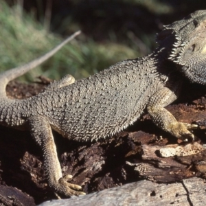 Pogona barbata at Bruce, ACT - suppressed