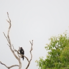 Aquila audax (Wedge-tailed Eagle) at Candelo, NSW - 3 Apr 2016 by RyuCallaway