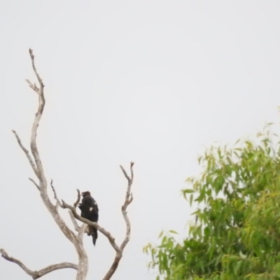 Aquila audax (Wedge-tailed Eagle) at Candelo, NSW - 3 Apr 2016 by RyuCallaway