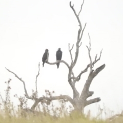 Aquila audax at Candelo, NSW - 3 Apr 2016