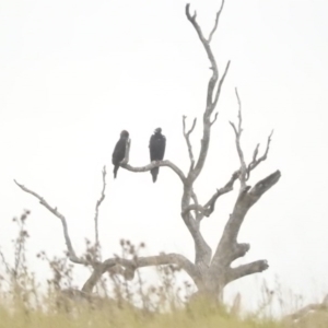 Aquila audax at Candelo, NSW - 3 Apr 2016