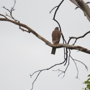 Accipiter cirrocephalus at Bemboka, NSW - 3 Apr 2016