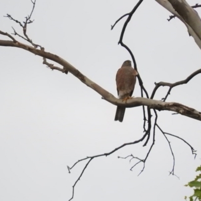 Tachyspiza cirrocephala (Collared Sparrowhawk) at Bemboka, NSW - 3 Apr 2016 by ArcherCallaway